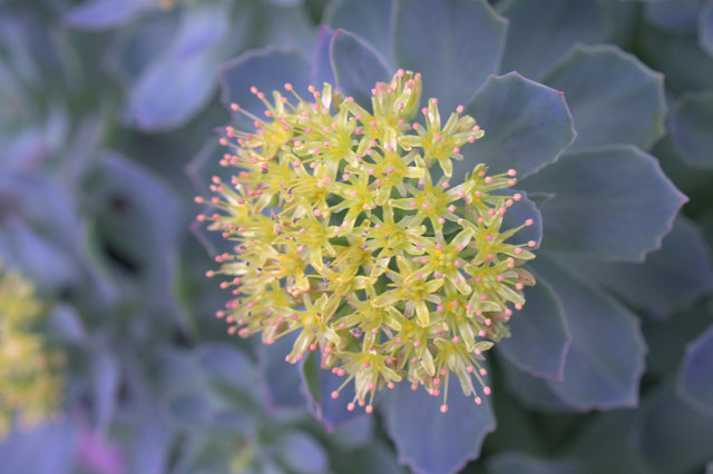La rhodiole une des plantes adaptogènes