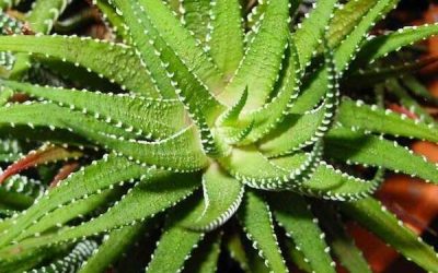 Très utilisée en naturopathie pour la peau et vos intestins : l’aloé vera