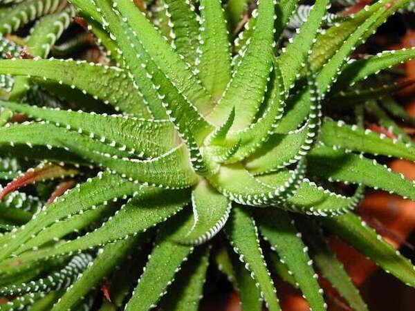 aloe-vera-naturopathe-rennes