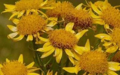 L&rsquo;arnica