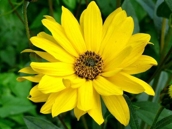 L'arnica