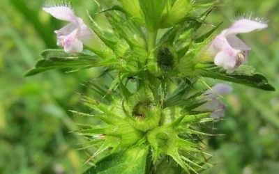 Naturopathie : La ballote, pour lutter contre l’anxiété et les insomnies