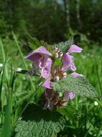 ballote naturopathe ploermel