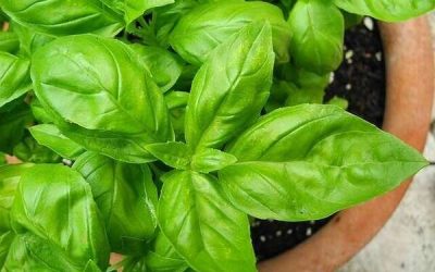 Conseil de votre naturopathe : le basilic contre les problèmes de digestion
