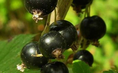 Naturopathie : le cassis, plante anti-inflammatoire, circulatoire et anti-oxydante