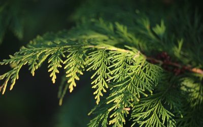 Le cyprès : antiviral et protecteur du tissu conjonctif