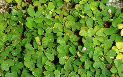 Le desmodium, allié de votre foie