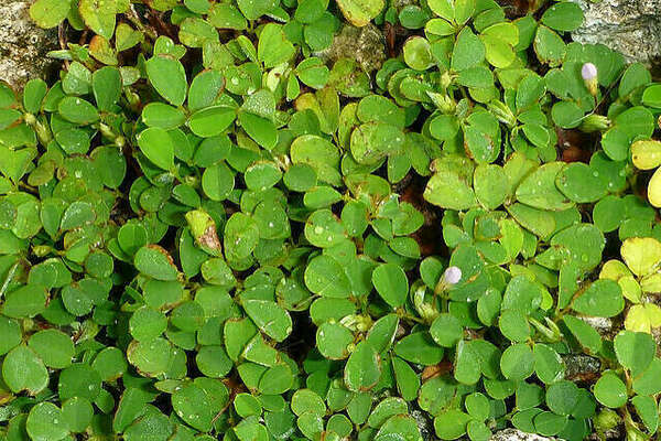 desmodium-nathalie-bleuzen-naturopathe-ploermel