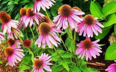 L&rsquo;échinacée, la plante de l&rsquo;immunité
