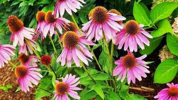 L&rsquo;échinacée, la plante de l&rsquo;immunité