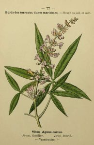 gattilier nathaliebleuzen naturopathe rennes