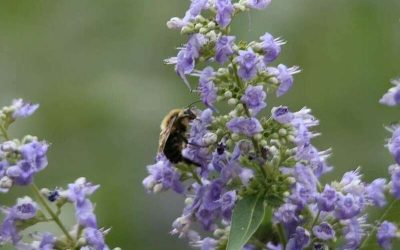 Conseil naturo de la semaine : le Gattilier, plante à action hormonale pour la femme