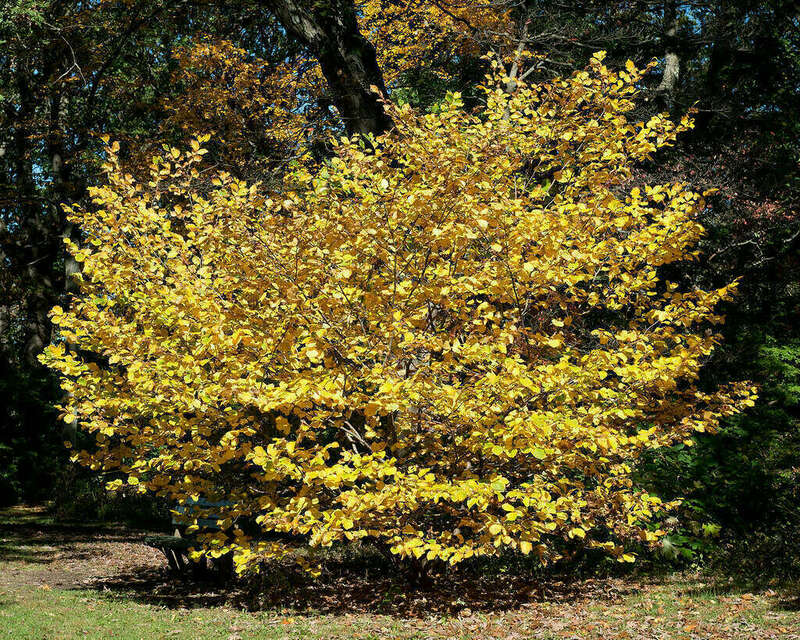 hamamelis arbre