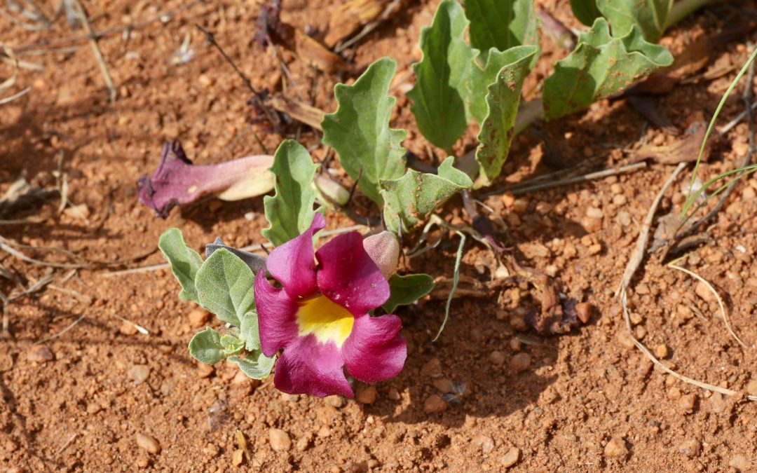 Naturopathie : l&rsquo;Harpagophytum, plante anti-inflammatoire… Mais pas que !!