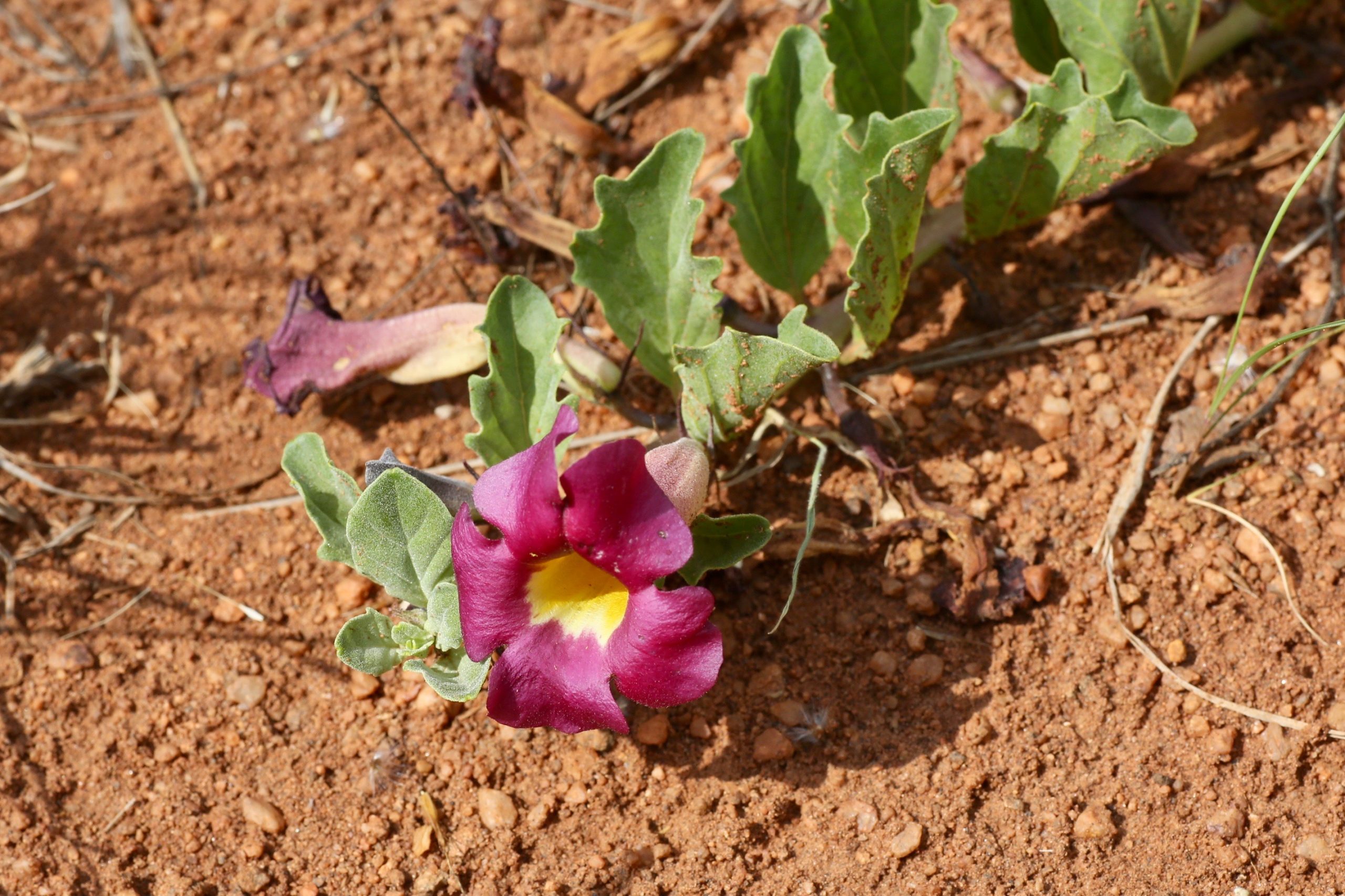 Harpagophytum zeyheri (Pedaliaceae)