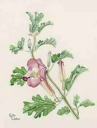 Naturopathie : l'Harpagophytum, plante anti-inflammatoire... Mais pas que !! 1 L'harpagophytum
