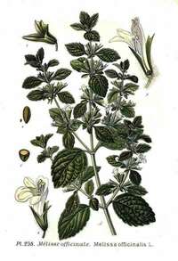melissa officinalis nathaliebleuzen naturopathe rennes