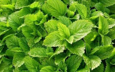Plante à découvrir en naturopathie : La mélisse, plante apaisante du système nerveux et digestif