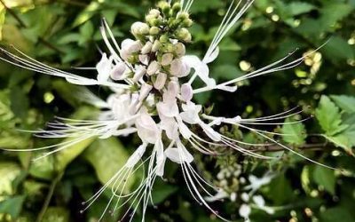 Naturopathie : l&rsquo;Orthosiphon, plante diurétique