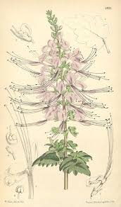 orthosiphon nathaliebleuzen naturopathe rennes