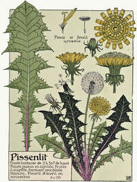 pissenlit nathaliebleuzen naturopathe ploermel