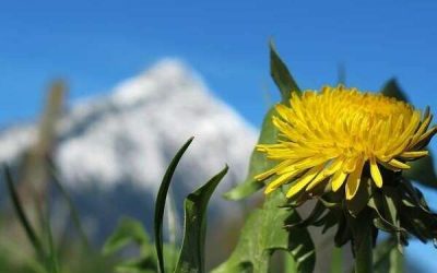 Conseil naturo de la semaine : le pissenlit, plante diurétique et dépurative