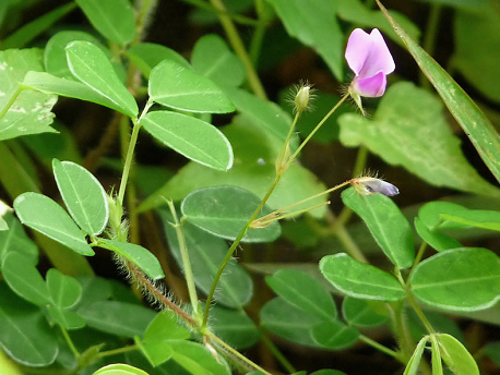 Le desmodium, allié de votre foie 1 desmodium