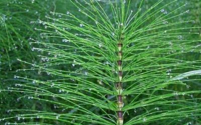 Conseil de votre naturopathe : la prêle, plante du système ostéo-articulaire