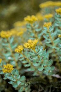La rhodiole : plante adaptogène qui aide à lutter contre le stress