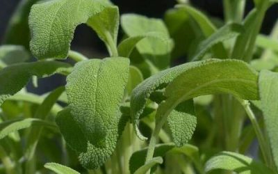Plante phare et ancienne utilisée en naturopathie : la Sauge Officinale