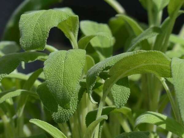 Plante phare et ancienne utilisée en naturopathie : la Sauge Officinale