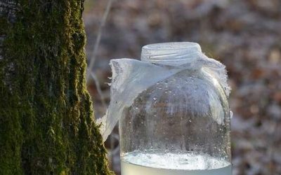La détox à la sève de Bouleau