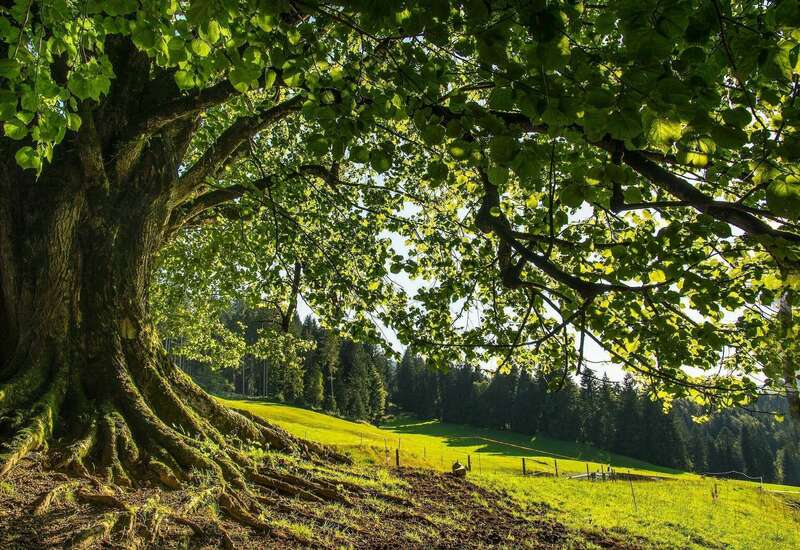 le tilleul, bel arbre dont les sommités fleuries nous apaisent
