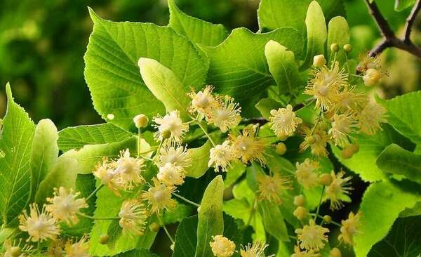 Conseil de votre naturopathe pour apaiser le système nerveux : le Tilleul