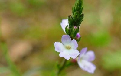 Le conseil naturo de la semaine : la Verveine Officinale