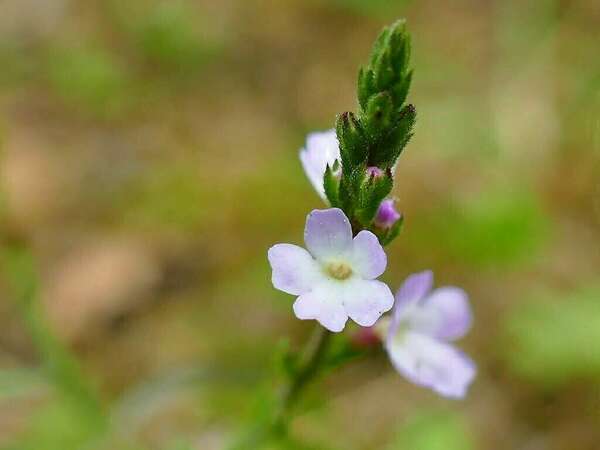 Le conseil naturo de la semaine : la Verveine Officinale