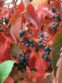 la vigne rouge