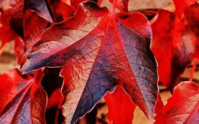 Plante utilisée pour la circulation en naturopathie : la vigne rouge