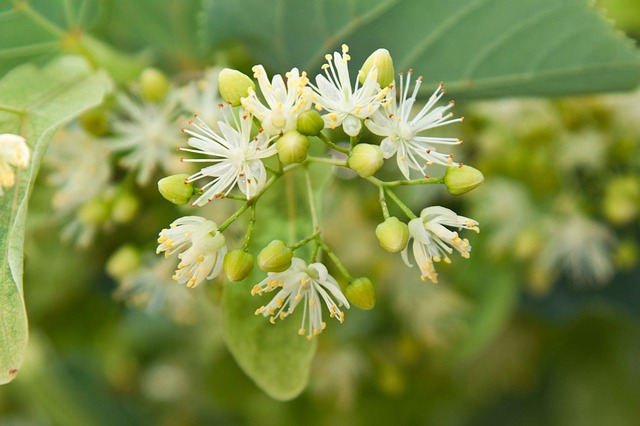 Naturopathie troubles du sommeil