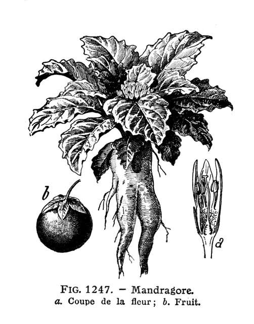 lamandragore
